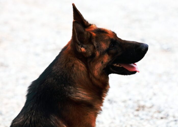 Dog Stairlifts How to Get an Old Dog Up and Down the Stairs